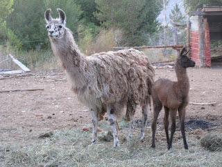 Mystic hot spring llamas