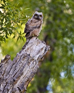 Yellowstone owl