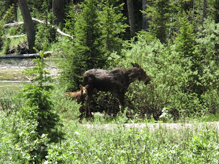 Momma and baby moose