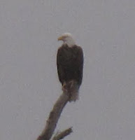 Olympia National park eagle
