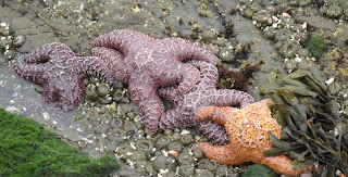 Olympia National park starfish