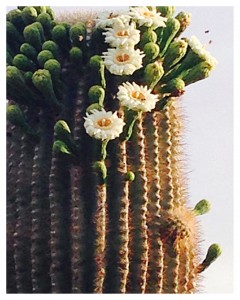 Sonoran Desert flowering catus
