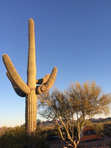 Sonoran Desert catus