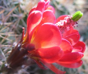 Sonoran Desert claret flower