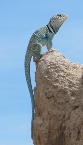 Sonoran Desert lizard