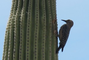Sonoran Desert bird on catus