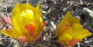 Sonoran Desert yellow flower