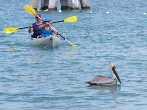 Florida Kayaking pelican