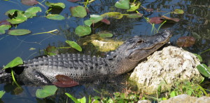 Little gator Florida