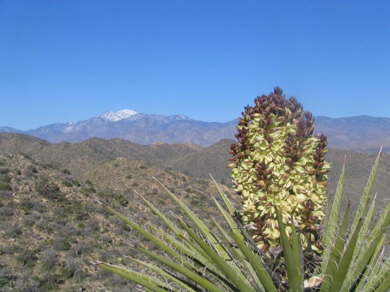 Desert Flower mountains in distance