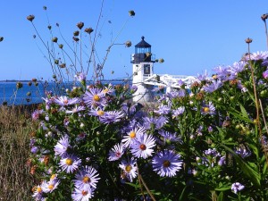 Lighthouse wild flowers Maine