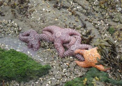 starfish Oregon tide pool