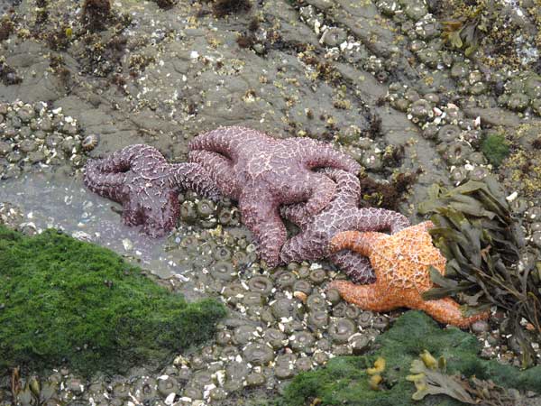 starfish Oregon tide pool