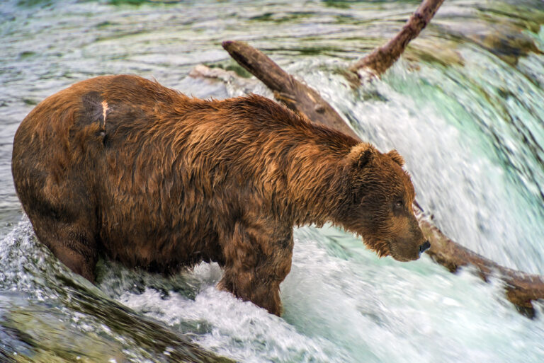 Bear In river