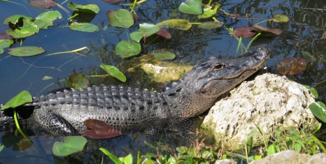 Little Gator Florida