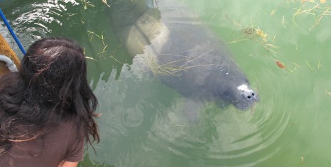 Manatee viewing in Florida