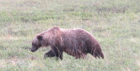 Brown Bear in Alaska.