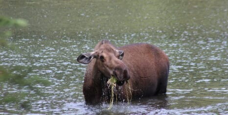 Moose eating in water in Alaska.