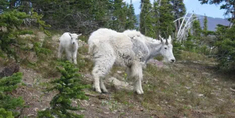 Mountain Goat in Canada.