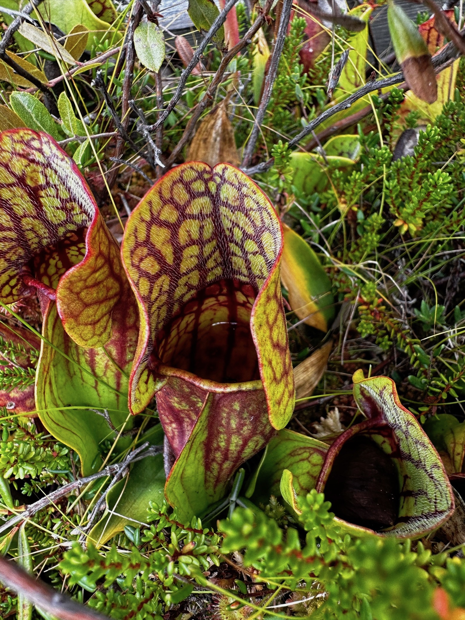 Pitcher Plant